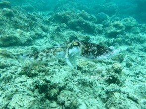 プランの魅力 どんな生き物に会えるかな？ の画像