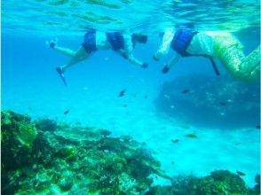 プランの魅力 シュノーケリング海中 の画像