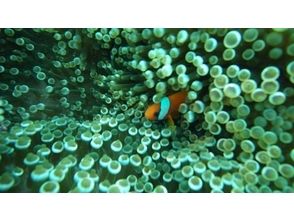 プランの魅力 您可能会遇到隐藏的Nemo！ の画像