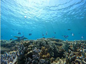 プランの魅力 산호초가 풍부한 스노클링과 の画像