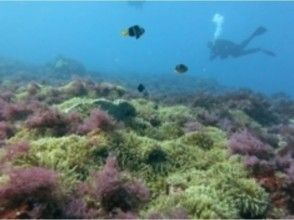 プランの魅力 您可以體驗伊豆獨有的海洋！ の画像