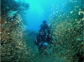 プランの魅力 魚と戯れながらケラマブルーの海をまるごと楽しむ☆ファンタジスタな体験！ の画像