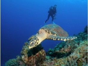 プランの魅力 就像電影裡的場景！？潛水員和海龜在喀拉瑪邦之間的競爭 の画像