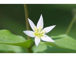 プランの魅力 You can meet various plants! の画像