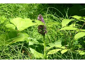 プランの魅力 様々な植物に出会えます！ の画像