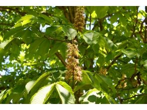 プランの魅力 様々な植物に出会えます! の画像