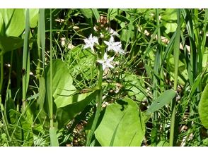 プランの魅力 様々な植物に出会えます！ の画像