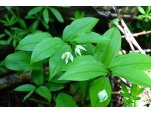 プランの魅力 様々な植物に出会えます！ の画像