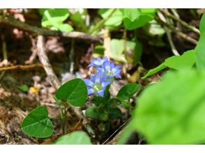 プランの魅力 You can meet various plants! の画像