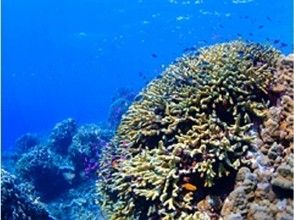 プランの魅力 Dive in the sea in the northern part of Ishigaki Island の画像