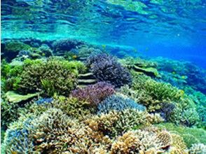 プランの魅力 世界に誇る、石垣島の色とりどりの珊瑚礁 の画像