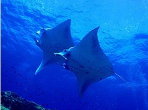 プランの魅力 石垣の海で学んだ知識は大切な思い出。 の画像