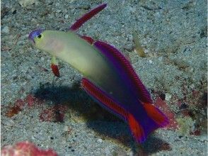 プランの魅力 温带和热带生物的宝库 の画像