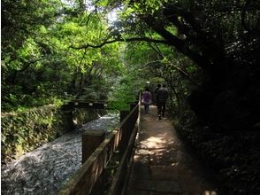 プランの魅力 溪流的and叫声和树木的柔和气息 の画像