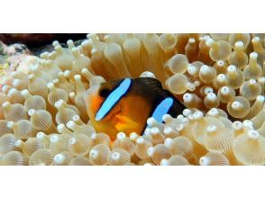 プランの魅力 An anemone fish from an anemone! の画像