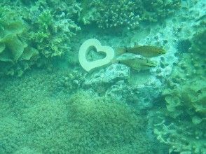 プランの魅力 海中デートです の画像