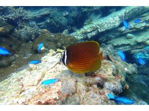 プランの魅力 様々な熱帯魚 の画像