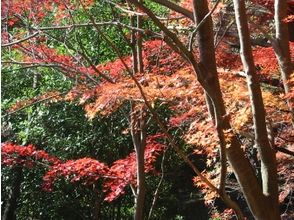プランの魅力 森林充满了四个季节的色彩。看到，触摸，感受和享受自然的力量。 の画像