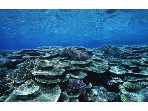 プランの魅力 让我们去看看在西表岛海中扩散的珊瑚礁 の画像