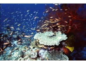 プランの魅力 カラフルな南国の熱帯魚たちがサンゴ礁で遊んでいます の画像