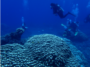 プランの魅力 まるで海のお花畑や～♪広大なサンゴ礁に囲まれたパラス島でダイビングを満喫！ の画像
