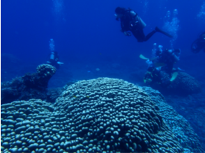 プランの魅力 It's like a flower field in the sea ♪ Enjoy diving on Pallas Island surrounded by vast coral reefs! の画像