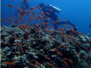 プランの魅力 Encounter with rare subtropical creatures ☆ This is also the charm of Iriomote diving ♪ の画像