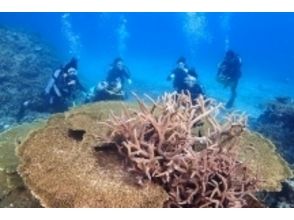 プランの魅力 Diving on the longed-for Iriomote Island! The memories I met in the coral paradise are burned to a heart and a DVD and taken out ♪ の画像