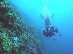 プランの魅力 You can get a license while enjoying the sea of Okinawa の画像