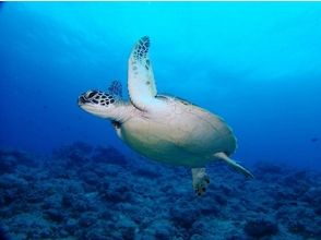 プランの魅力 바다 거북을보고 싶다! の画像