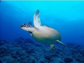 プランの魅力 I like sea turtles! の画像