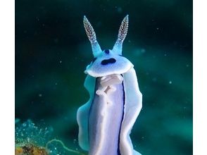 プランの魅力 Lots of marine life! の画像