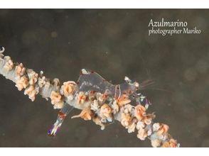 プランの魅力 Periclimenes imperator の画像