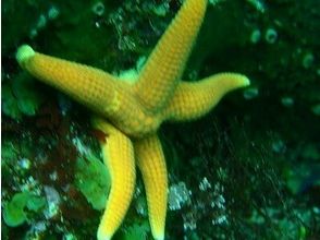 プランの魅力 Starfish の画像