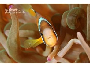 プランの魅力 Clark's anemone の画像