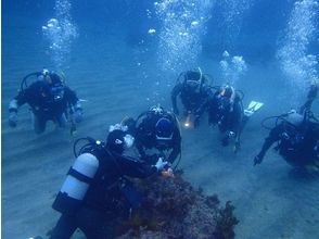 プランの魅力 Once you get it, let's experience it in the sea! の画像