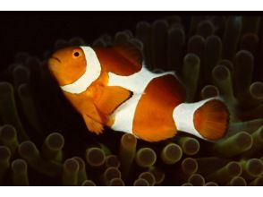 プランの魅力 There is also a clownfish that is familiar with Nemo! の画像