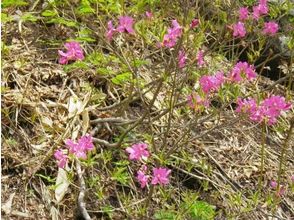 プランの魅力 The Japanese azalea is beautiful at the foot of the mountain の画像