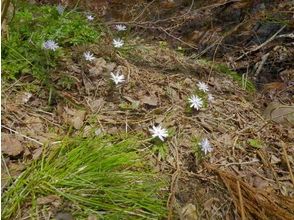 プランの魅力 It is a flower that can only be seen here の画像