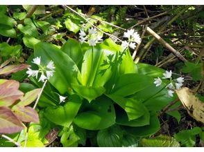 プランの魅力 Clintonia udensis の画像