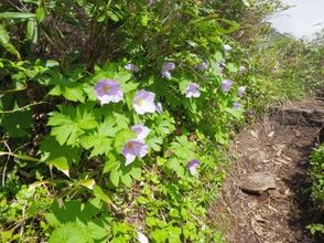 プランの魅力 Glaucidium palmatum の画像