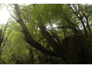 プランの魅力 Listen to the breath of the forest. の画像