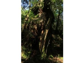 プランの魅力 Let's enjoy the nature of Yakushima の画像