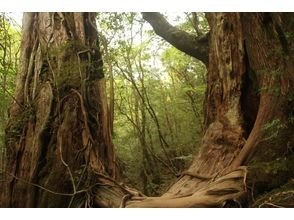 プランの魅力 Let's be healed by the negative ion power of nature の画像