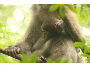 プランの魅力 屋久島の生き物たちに出逢えるかも の画像