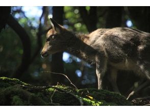 プランの魅力 屋久島のシカ二で逢えるかな？ の画像