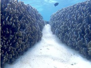 プランの魅力 很多可愛的魚 の画像