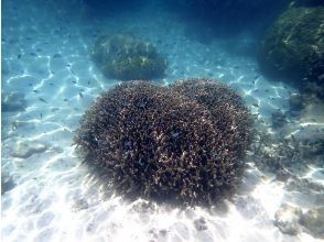 プランの魅力 เต็มไปด้วยปลาน่ารัก の画像