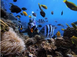 プランの魅力 お魚いっぱい の画像