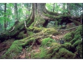 プランの魅力 生命力あふれる躍動の森 の画像